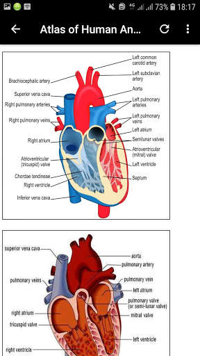Atlas of Human Anatomy Offline screenshot 8