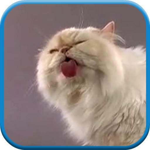 Cat screen licks Video LWP 2.0