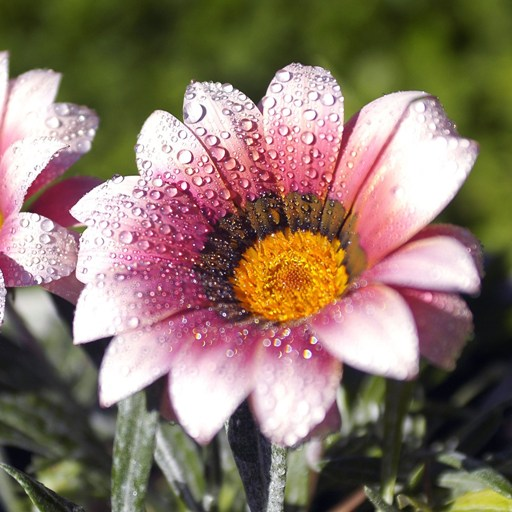 Daisy Flower HD Wallpaper icon