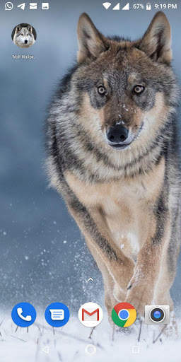 Free Wolf Wallpapers HD screenshot 15