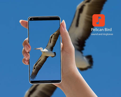 Pelican Bird Sounds screenshot 1