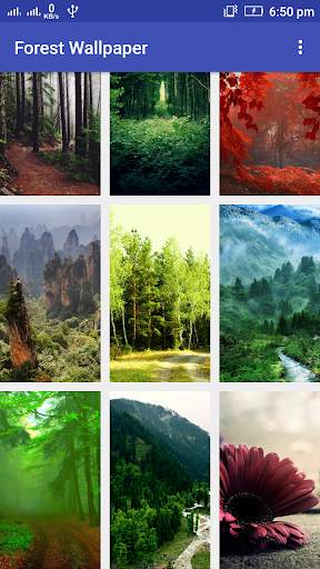 Forest Wallpaper screenshot 3