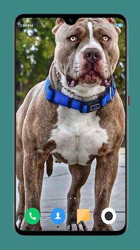 Pitbull Dog Wallpaper 4K screenshot 15