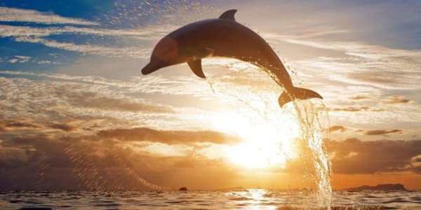 Dolphins Live Wallpaper screenshot 2