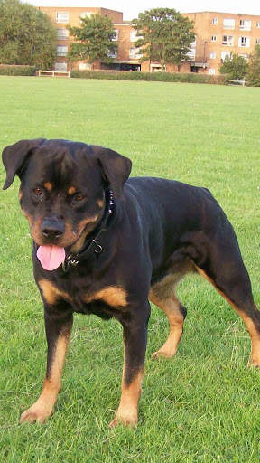 Rottweiler Wallpaper: Dog Wallpapers screenshot 2