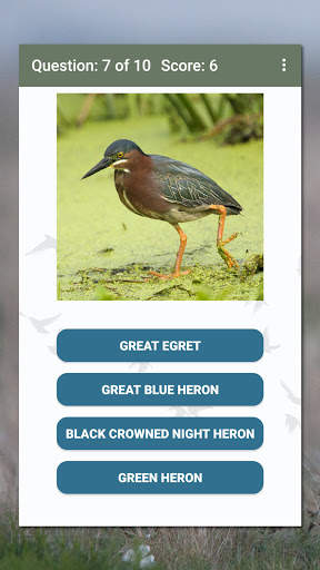 North American Bird ID Quiz screenshot 7