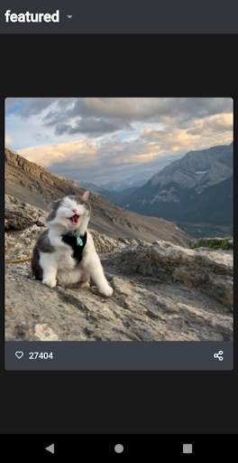 Funny Cat Videos and Pictures, screenshot 3