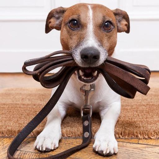 Canine Training Course icon