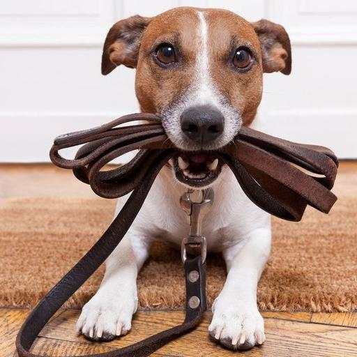 Canine Training Course 75.0