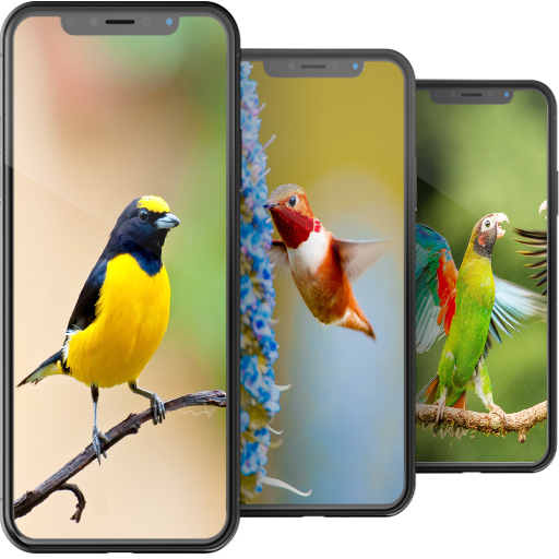 Bird Wallpapers HD icon