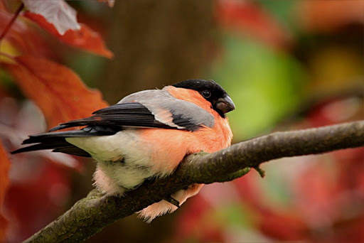 Bullfinch wallpapers screenshot 4