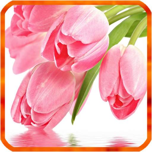Tulip Live Wallpapers 1.0.4