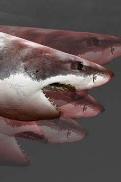 Hungry Big Shark screenshot 2