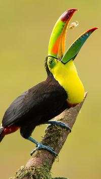 Beautiful Birds Wallpapers3 HD screenshot 9