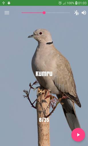 Bird Sounds screenshot 3