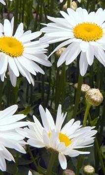 Chamomile wallpapers screenshot 1