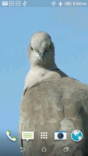 Dove 3D screenshot 8