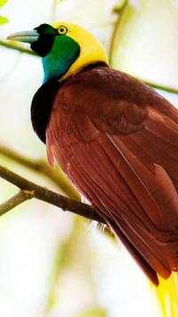 Beautiful Birds Wallpapers3 HD screenshot 18