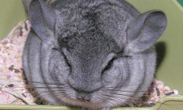 Chinchilla wallpapers screenshot 2