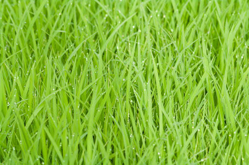 Green Wallpapers | hd backgrounds screenshot 18