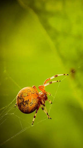 Spider Wallpapers screenshot 2