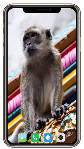 Monkey Wallpaper screenshot 8