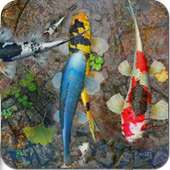 🐠 Koi aquarium 3D live wallpaper on 9Apps