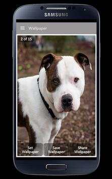 Pitbull Wallpaper screenshot 3