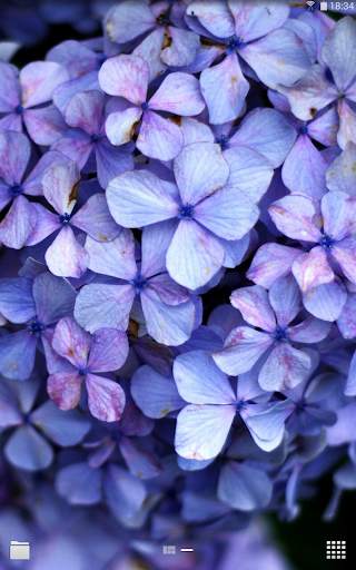 Photo Wallpapers screenshot 8