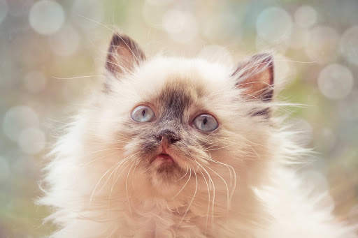 Cute Cats Live Wallpaper (backgrounds & themes) screenshot 5