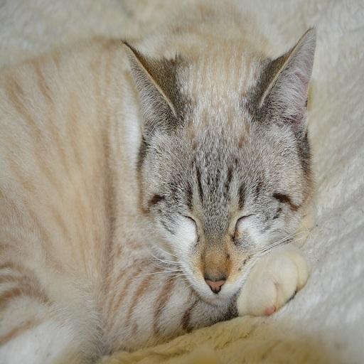 Cat Sleep Music icon
