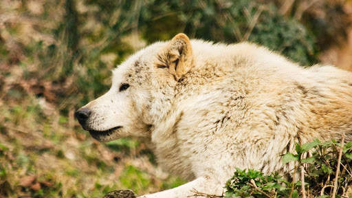 Wolf Wallpapers HD & 4k Backgrounds screenshot 17