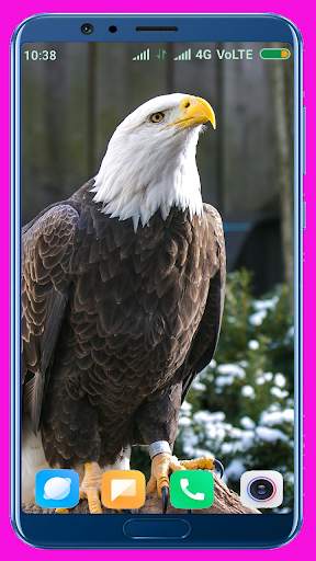 Eagle Wallpaper Best 4K screenshot 16