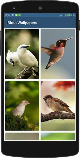 Bird Wallpapers HD स्क्रीनशॉट 2