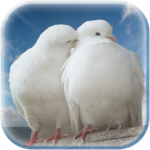 Dove Photo Frame 1.1