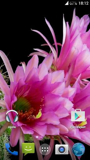 Cactus. Video Wallpaper screenshot 4