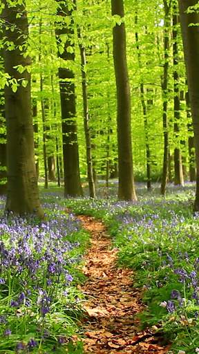 Forest Video Wallpapers screenshot 1