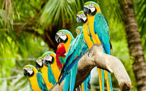 Parrot Wallpapers screenshot 5