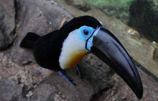Toucan Bird HD Wallpaper screenshot 8