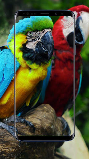 Parrot Wallpaper 1 تصوير الشاشة