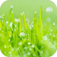 Grass Live Wallpaper