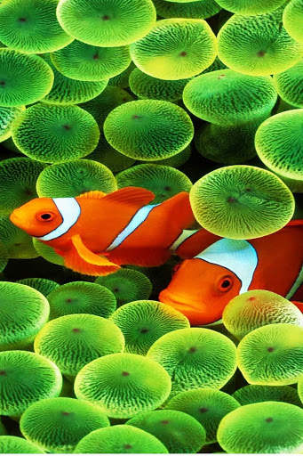 Fish Video Live Wallpaper screenshot 4