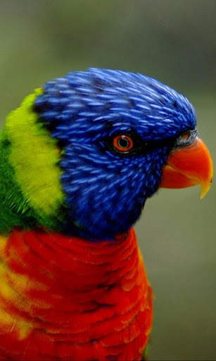 Animal jigsaw puzzle : free puzzle app for android screenshot 8