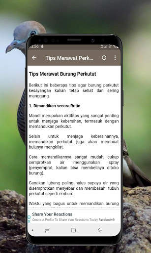 Kicau Burung Perkutut Offline screenshot 6