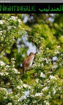 Birds Sounds اصوات الطيور screenshot 2