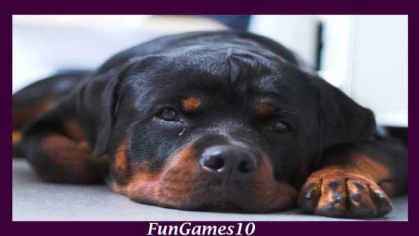 Rottweiler Dog Wallpaper screenshot 4