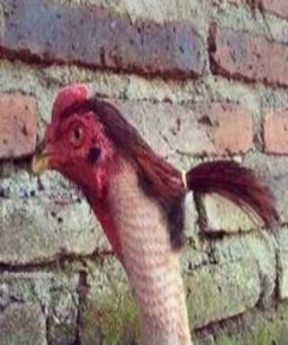 funny pictures HD screenshot 4