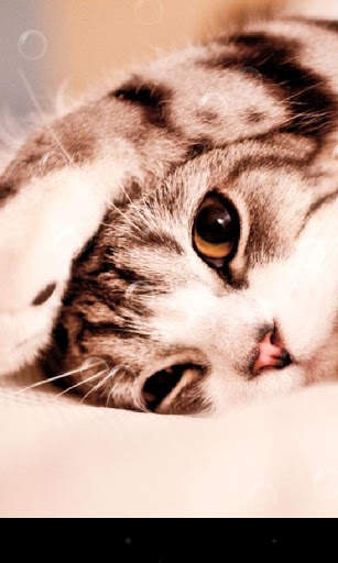 Lazy Cat Live Wallpaper screenshot 1
