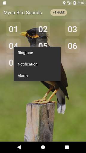 Myna Bird Sound Ringtones screenshot 2