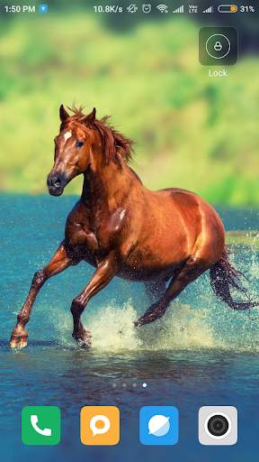 Horse Wallpaper HD screenshot 2